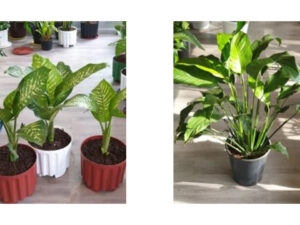 Potted Plants - Medium
