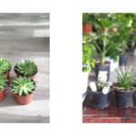 Potted plants - Small