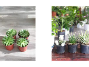 Potted plants - Small