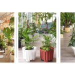 Potted Plants - Large