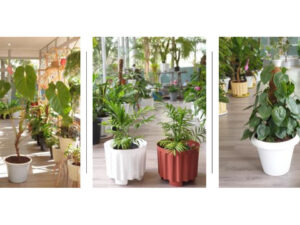 Potted Plants - Large